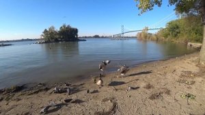 Канада. Наш город Виндзор. Парки где мы гуляем с ребенком и дикие гуси.