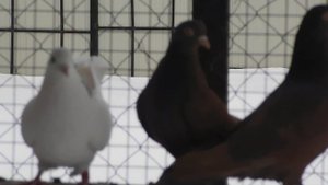 Голуби города Гусь - Хрустальный тел . 89209049225 - Илья