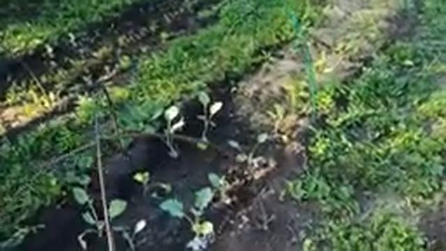 Курятник, сетка для сушки рыбы своими руками смотреть онлайн