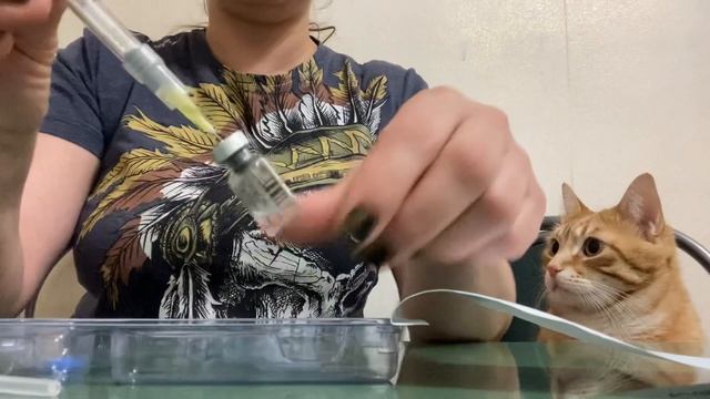 Цетротид.Укол в живот. смотреть онлайн