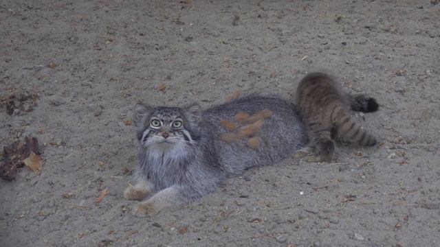 Котенок манулов играет с хвостом мамы Евы. 08.06.2023 смотреть онлайн