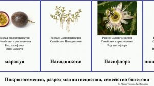 Покритосеменни, разред малпигиецветни, семейство бонетови теменуга angiosperms надводник гарциния