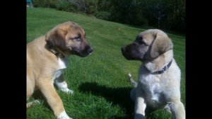 Анатолийская овчарка