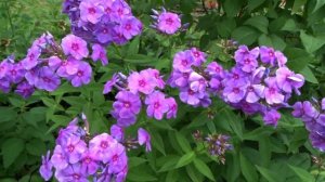 Флокс Фиона ? обзор, описание, цветение, отзыв