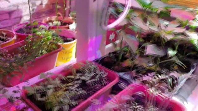 Дача на балконе. Выращиваем овощи и зелень не выходя из дома смотреть онлайн