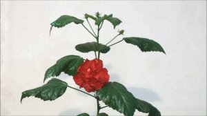 Цветение розы, как это выглядит за полторы минуты..mp4