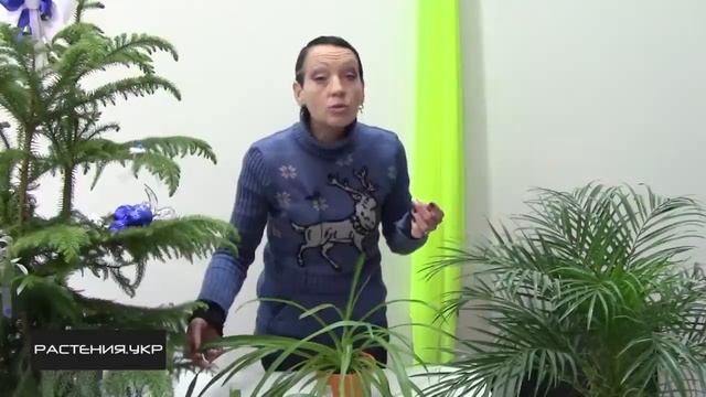 Хлорофитум хохлатый / Уход за хлорофитумом в домашних условиях
