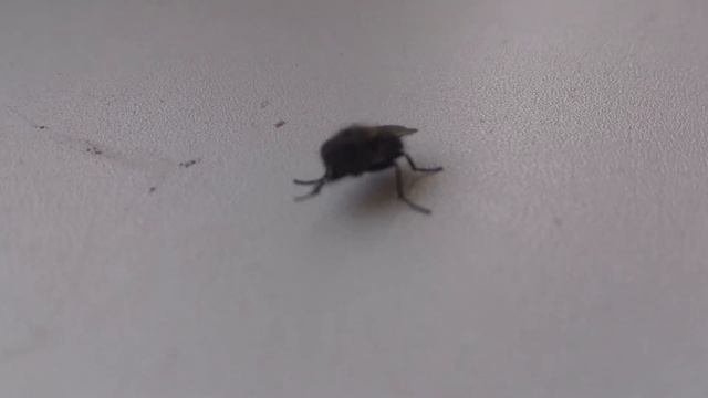 Муха танцует брейк- данс смотреть онлайн