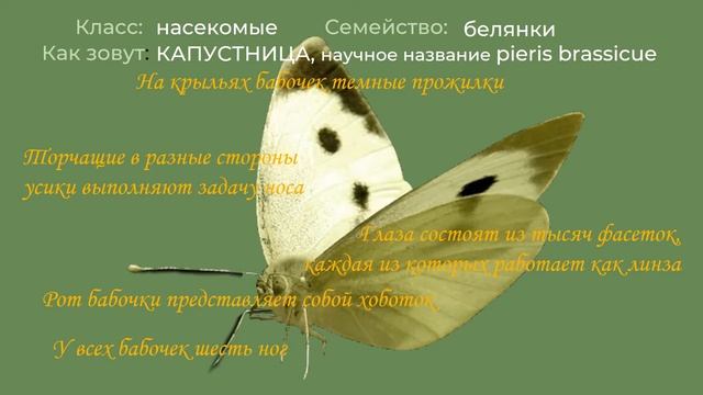 «Идем по следу букашек» #огороднаянаука #Солнечныеулыбки смотреть онлайн