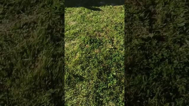 Обзор летний душ "Комфорт" смотреть онлайн