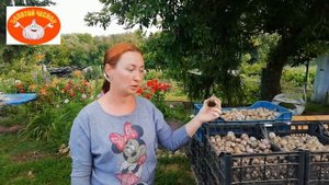 Результат уборки урожая, однозубки, чеснок Любаша 2019.