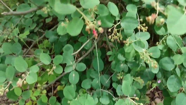 #лесмай Чудесно в нашем лесу! (муз.П.Ружицкий). смотреть онлайн