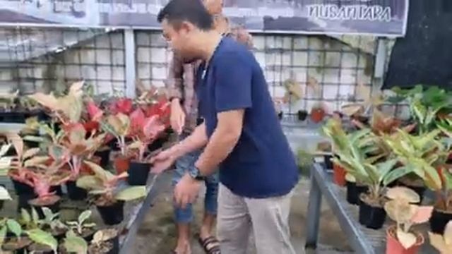 Aglaonema legacy violet ekonomis ada disini, banyak baby tanian !!! смотреть онлайн