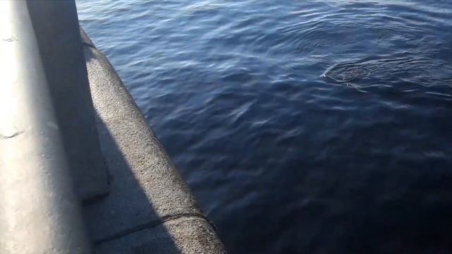 Ладожская нерпа в Неве смотреть онлайн