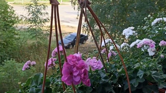 Продолжаю борьбу с трипсом. Финальная обработка| Вредители| 29.08.2022 смотреть онлайн