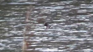 Весновка 2022о #6 Охота на уток 9 Мая Часть 2.mp4