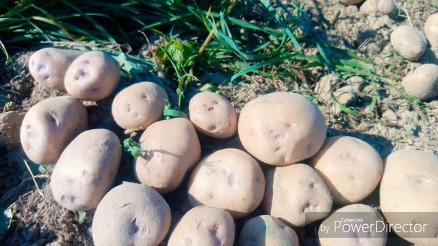 Картофель "синеглазка" урожай 2018 г. смотреть онлайн