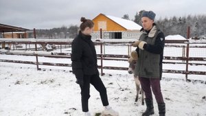 Как живут ослики на ферме? / Как аккуратно общаться с осликами?