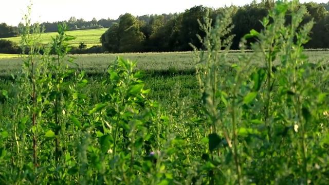 подманивание косули на манок смотреть онлайн