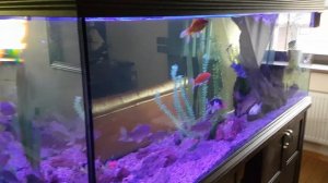 RGB светодиодная лента аквариум