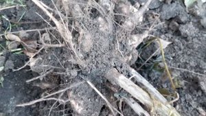 Как сохранить клубни георгин зимой