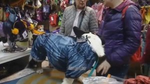 Непромокаемый комбинезон для корги