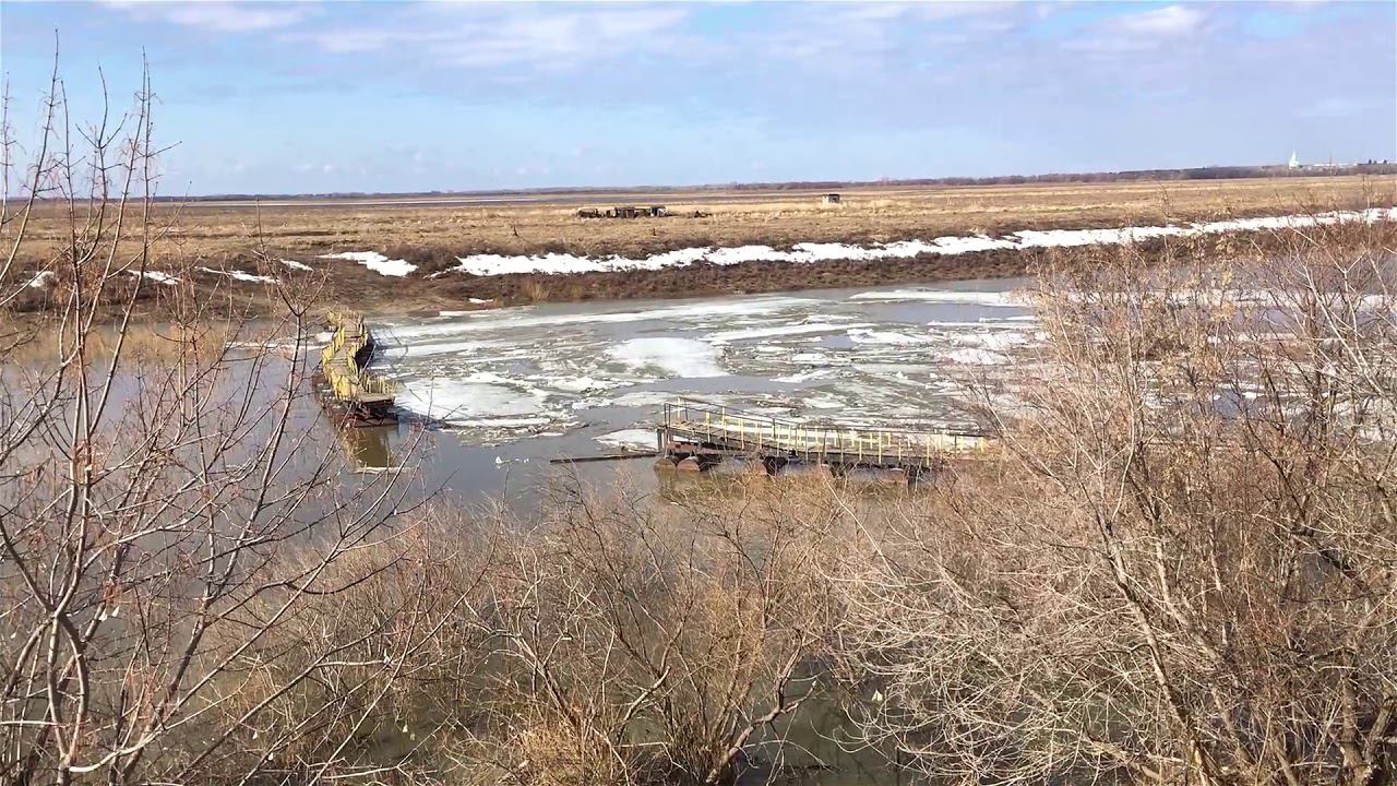 Река Ишим. Понтонный мост  "коровий пляж". 2018 г.
