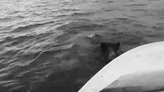 Охота на Кабана посреди моря "" смотреть онлайн