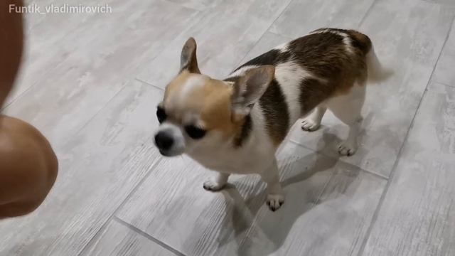 Фунтик СЛОМАЛСЯ в прямом и переносном СМЫСЛЕ смотреть онлайн