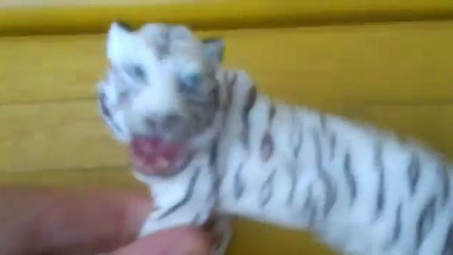 Белый тигр смотреть онлайн