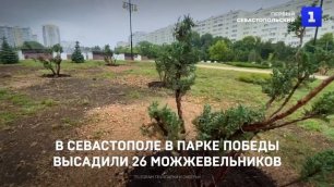 В Севастополе в Парке Победы высадили 26 можжевельников