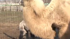 Верблюжонок в Старооскольском зоопарке