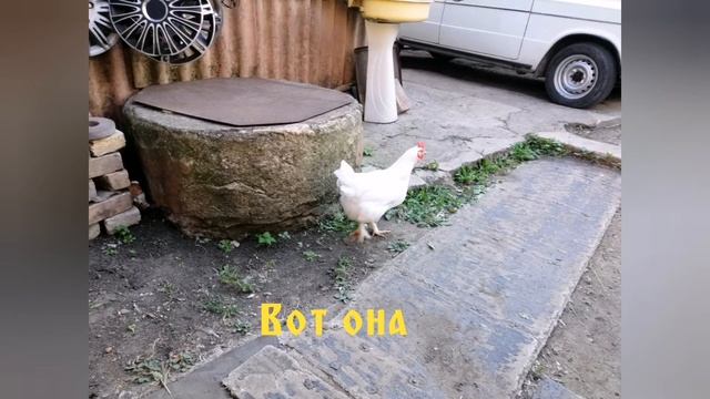 Вес голошейного петуха (испанки) в два года/Вес тушки петуха смотреть онлайн