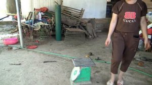 Harvesting Litchi Fruit Garden goes to the market sell -farm life - thảo bushcraft | Lý Thị Ca