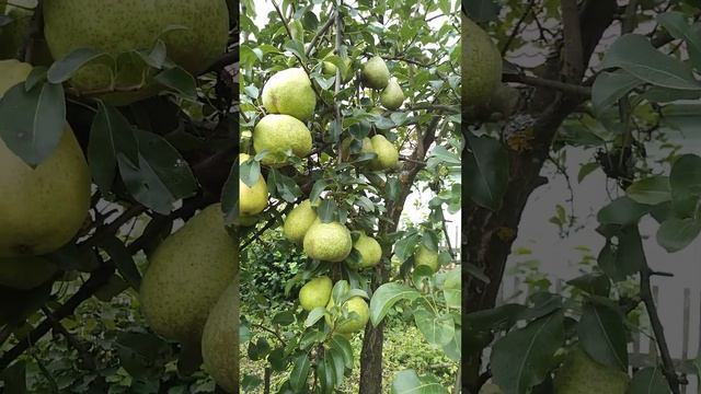 ☼Груша осенняя Яковлева в верху кроны уцелела от весеннего заморозка смотреть онлайн