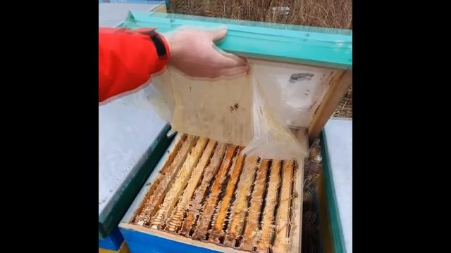 Когда нужно кормить пчел? Хватит ли кормов? смотреть онлайн