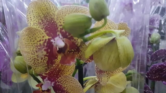 Усть-Каменогорск, 14.07.21г. Новый завоз орхидей на рынок DOS-NAR. Парфюмерная фабрика, Горизонт... смотреть онлайн