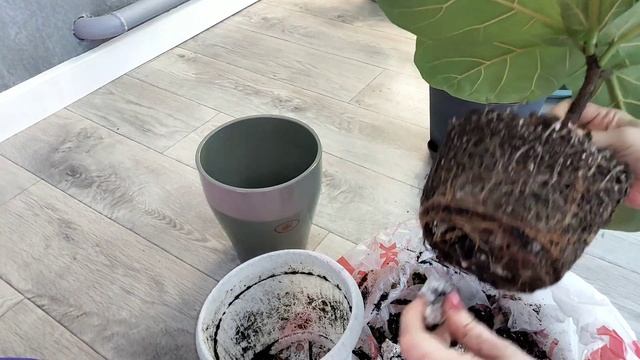 Комнатные цветы. Пересадка. Новичок. смотреть онлайн