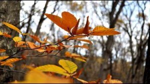 ОСЕНЬ 2021 / Природа Осенью / Релакс / Сергей Чекалин / Расслабляющая музыка Для Души / Осенний Лес