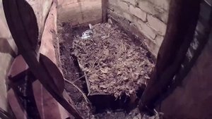 Вермикомпостер ЛОДЫРЬ. Выманивание червей из компостера непрерывного действия для заселения в бурты