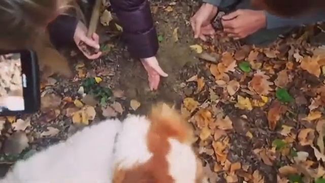 Охота на трюфель белый Альбы. Кто нашел тот и съел...