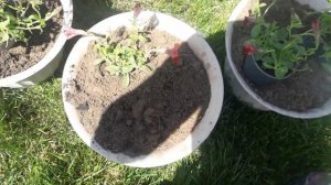 Посадка петуний в горшки для улицы