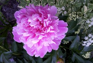 ВАЛЬС ПИОНОВ в СИБИРИ