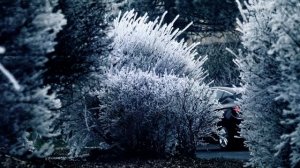 Когда, чем и как посевать на Старый Новый год.