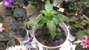 Расцвёл Пентас из семян