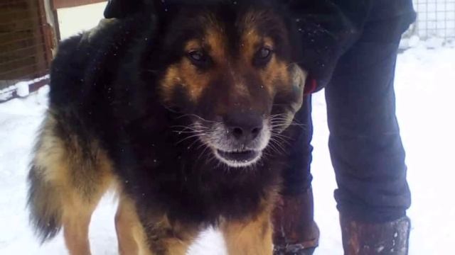 Однажды пёс стал обузой для хозяев и его посадили на короткую цепь – “доживать” свой век смотреть онлайн