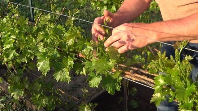 Когда можно выламывать лишние побеги винограда смотреть онлайн