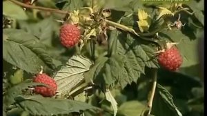 Сапропель  Что это такое и как использовать