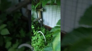 По ульям адвоката Егорова. часть 13. Прошёл год. Впечатления.