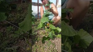 Как подвязать огурцы? Когда, как и для чего делать пасынкование огурцов? Первые огурцы.